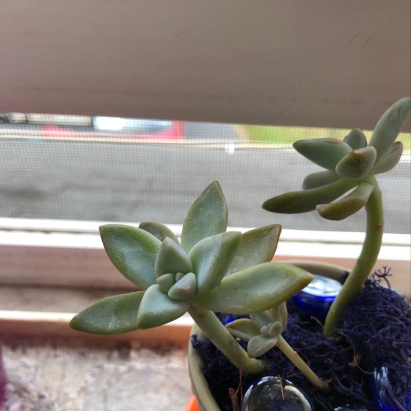 Photo of the plant species Sun Samba Orchid by @PhoenixTheMighty named Zeus on Greg, the plant care app