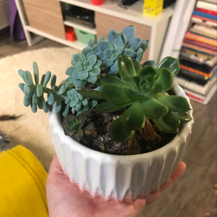 Potted Echeveria Runyonii succulent held by a hand, appears healthy.