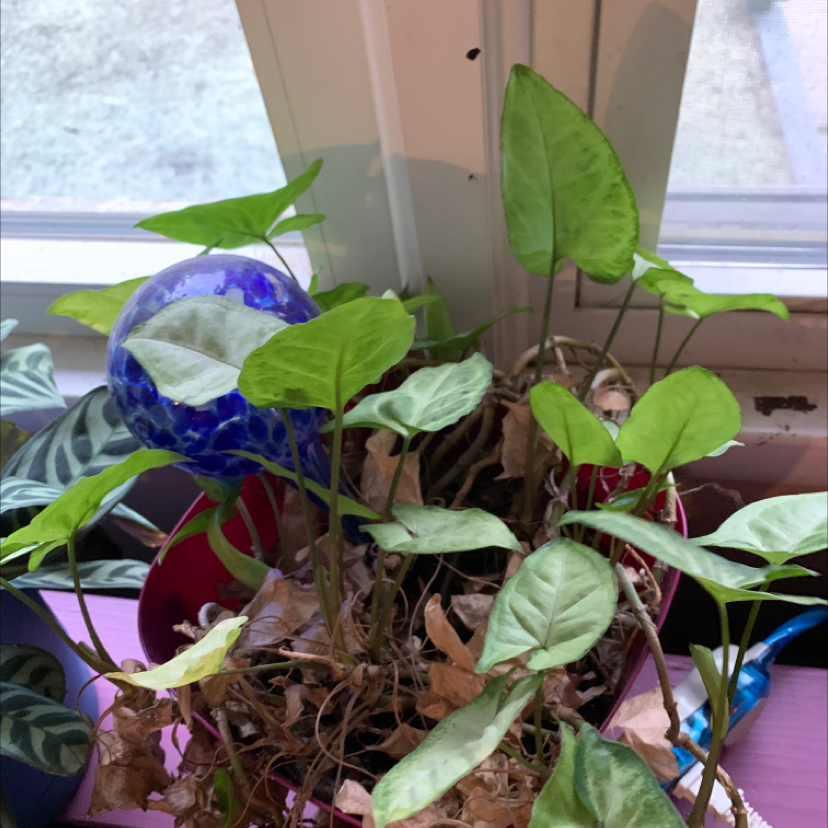 Plant care for Pixie on Greg, the plant care app