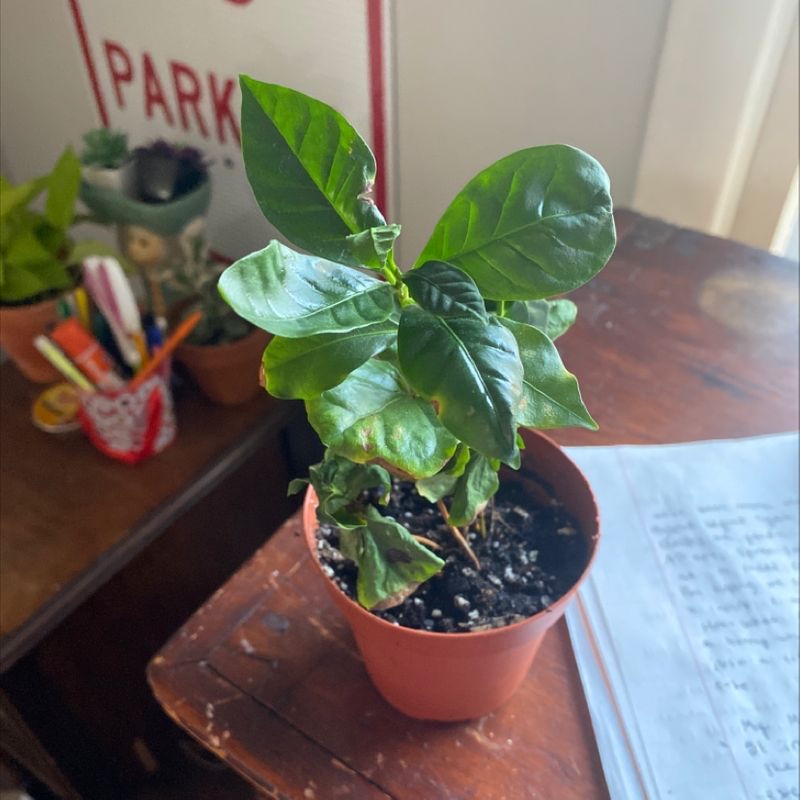 A healthy young Arabian Coffee plant in a terracotta pot on a wooden surface, with arts and crafts supplies in the background.