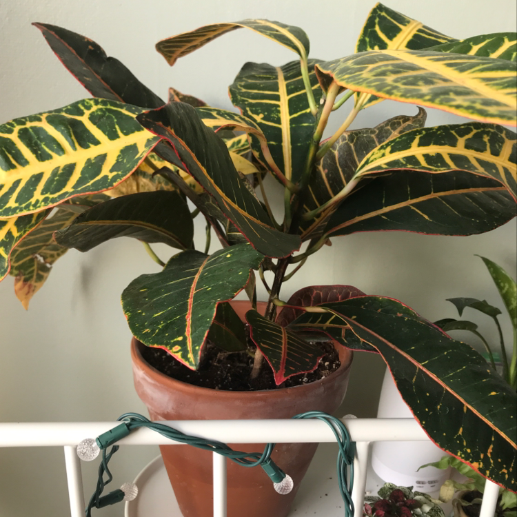 A healthy variegated Croton 'Petra' plant in a ceramic pot, showing vibrant green, red and yellow leaves.