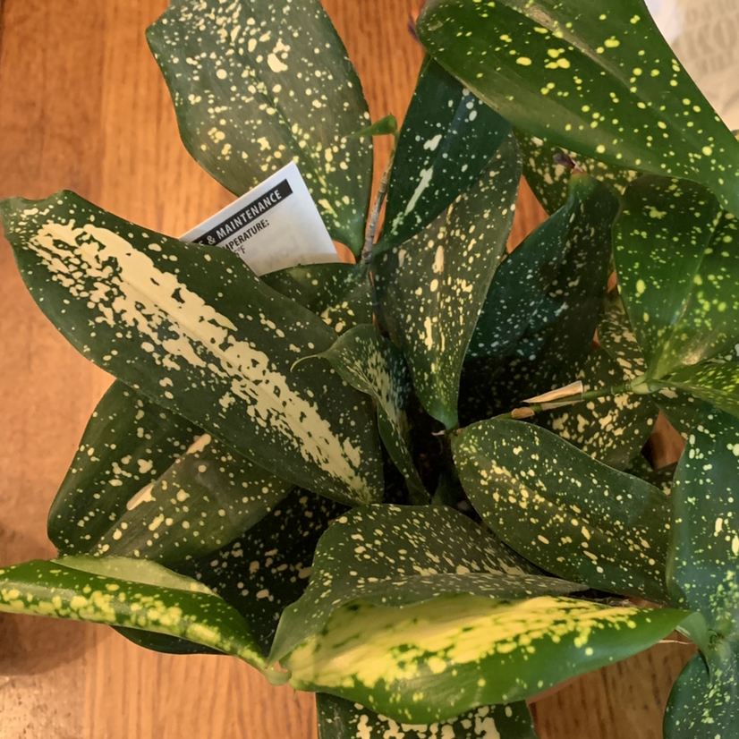 A healthy, mature Gold Dust Dracaena plant with glossy green leaves speckled with yellow dots, in a plastic grower's pot.