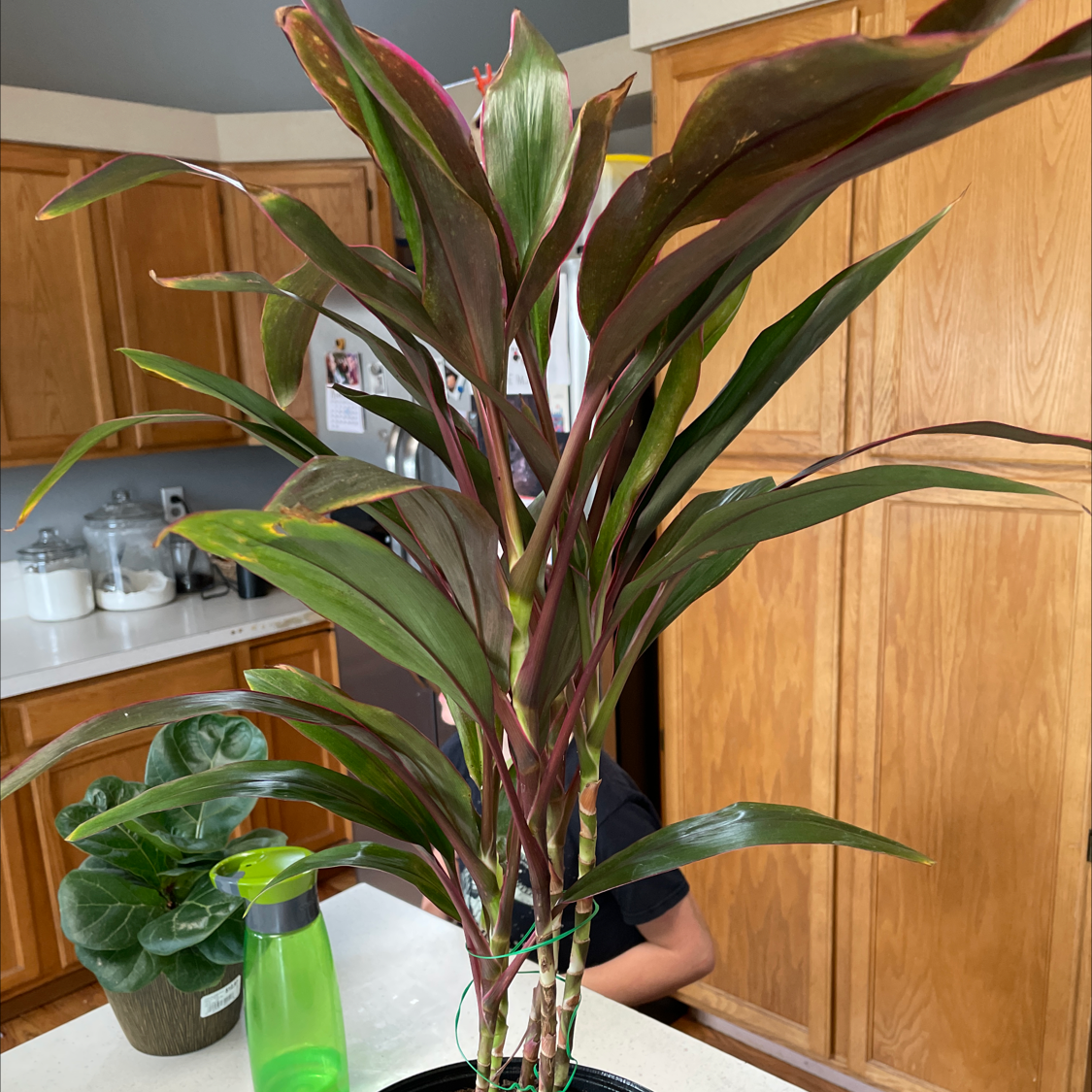Healthy, vibrant burgundy and green Ti plant with glossy sword-shaped leaves, situated indoors on a wooden shelf.