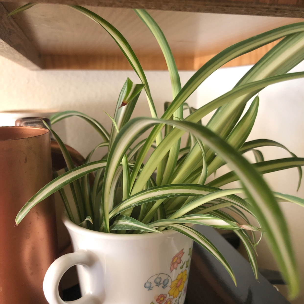 Variegated Spider Plant in a decorative cup, healthy with vibrant green and white striped leaves.