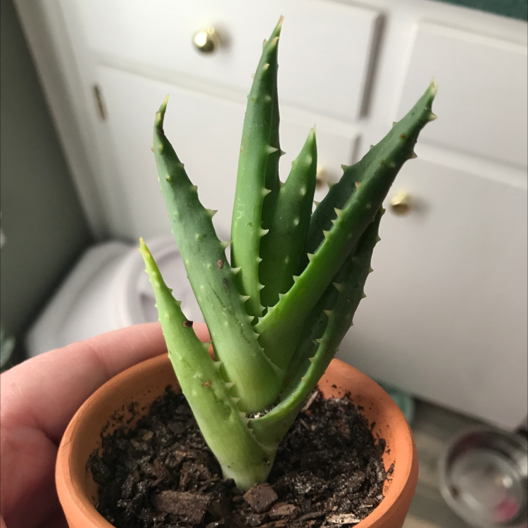 A healthy aloe vera plant with long green serrated leaves in a small terracotta pot, centered and in focus on a tiled background.