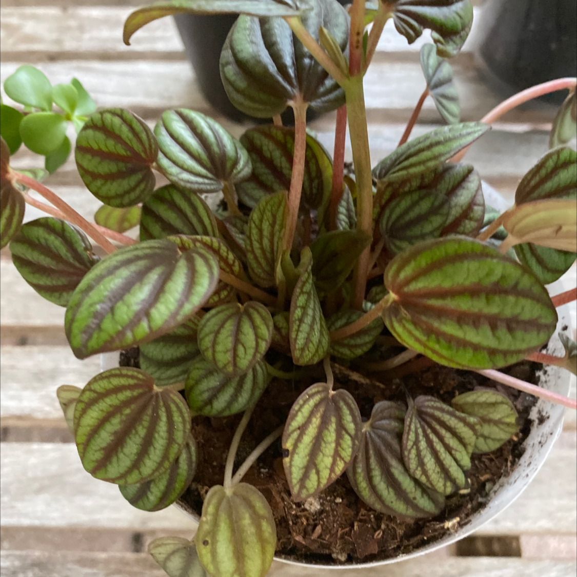 Healthy Emerald Ripple Peperomia plant with vibrant green and purple leaves in a pot.