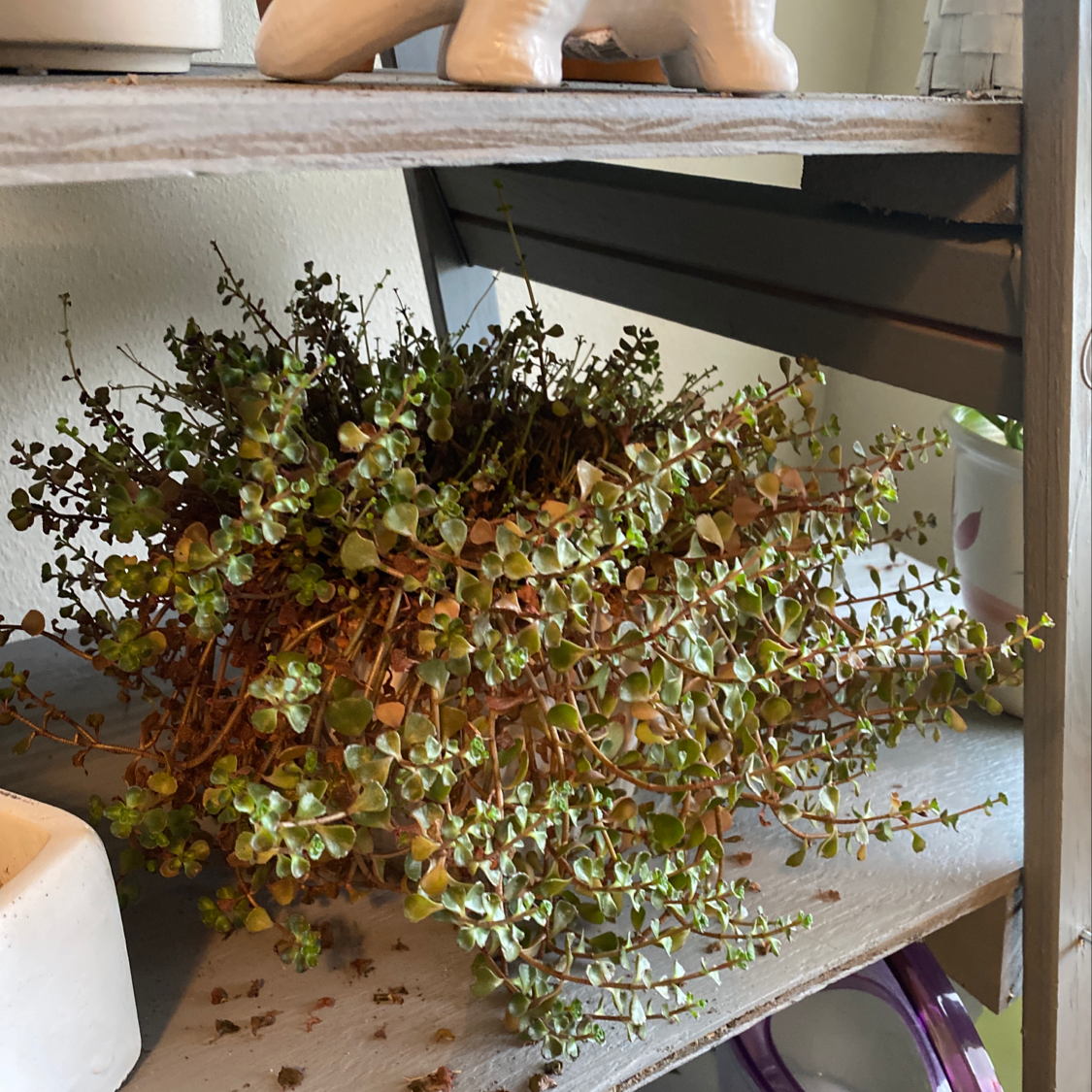 Healthy variegated Creeping Inch Plant with trailing stems of small oval leaves in shades of green, yellow and red sitting on a metal shelf.