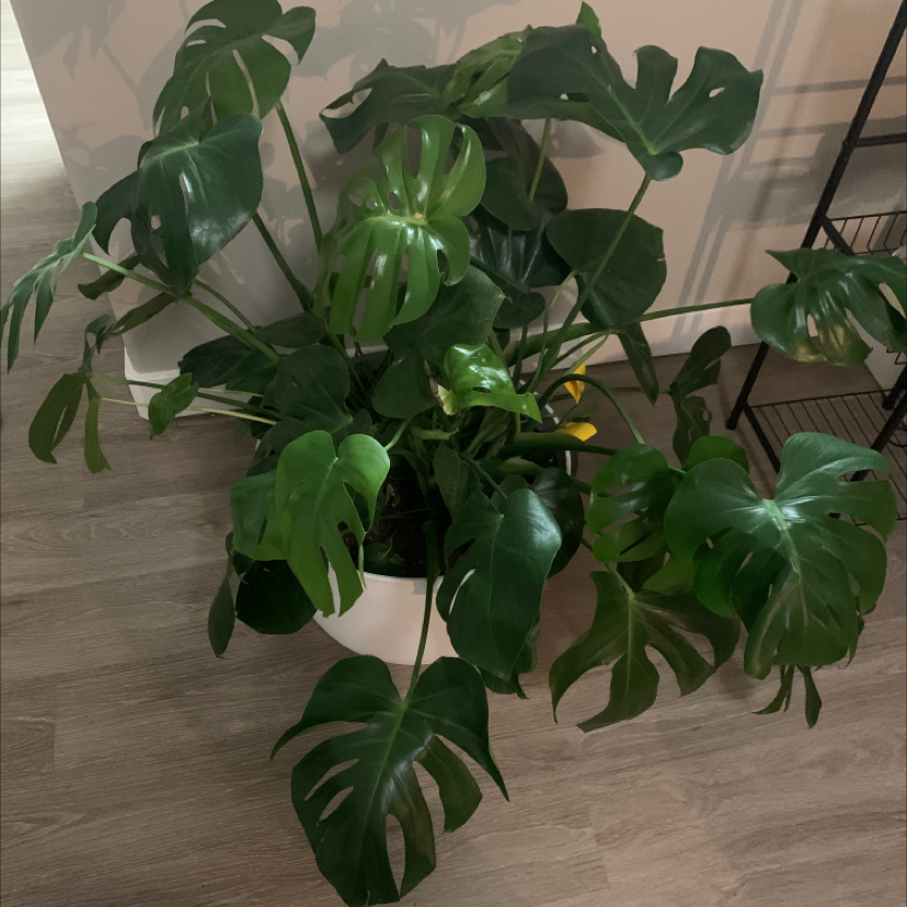 Photo of the plant species Golden Tiara by Taylor named Mollie on Greg, the plant care app
