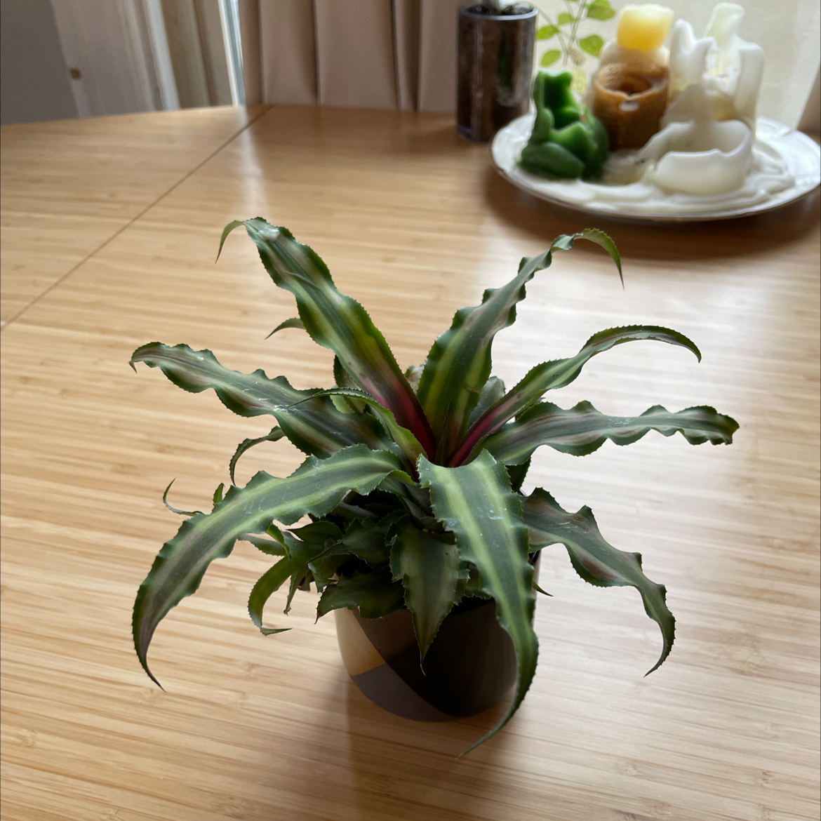 Photo of the plant species Earth Stars by @marrakech named Hermes on Greg, the plant care app