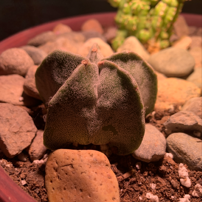 Bishop's Cap Cactus in a pot with rocky soil, showing some browning.
