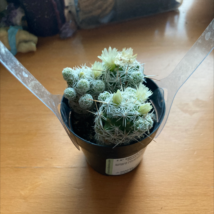 Little Nipple Cactus in a black pot on a wooden surface, appears healthy and well-framed.