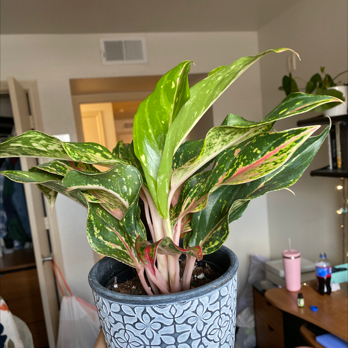 Healthy Chinese Evergreen houseplant with vibrant green and pink variegated leaves in blue patterned ceramic pot on kitchen counter.