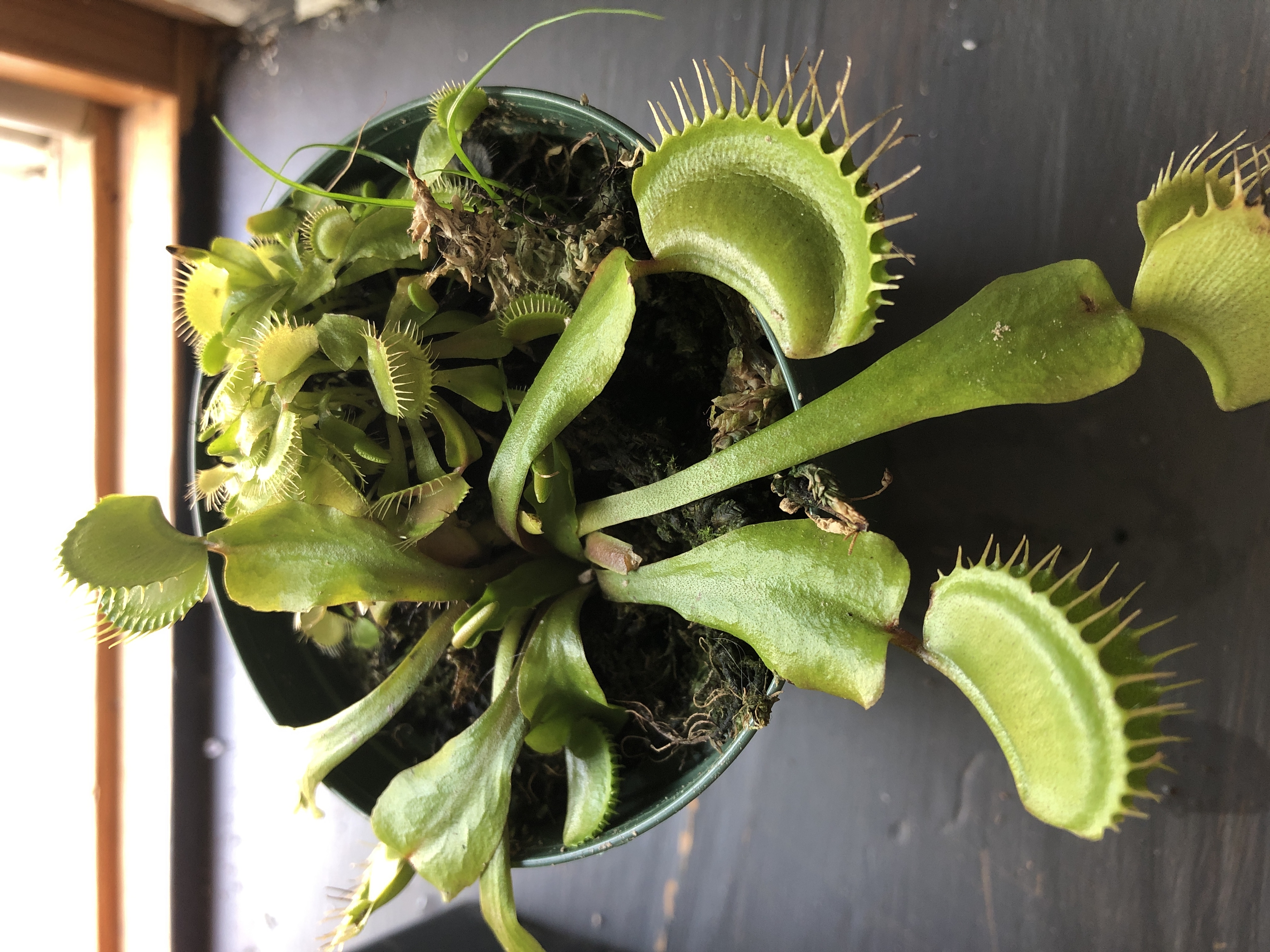 Venus Fly Trap plant in a pot with vibrant green leaves and well-defined traps.
