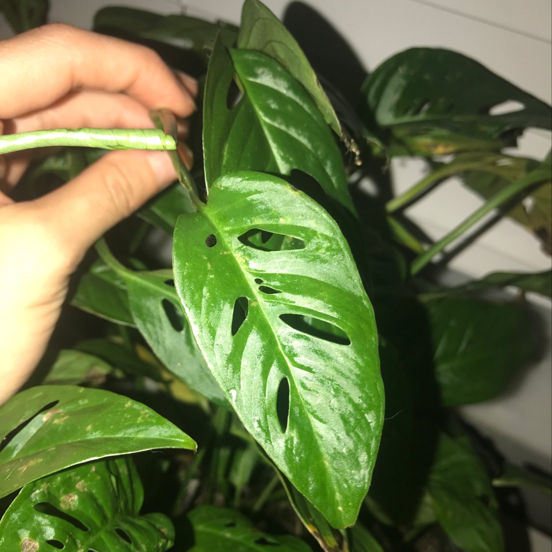 Closeup of a healthy Monstera deliciosa plant with fenestrated leaves, held by a hand to showcase the unique leaf texture and shape.