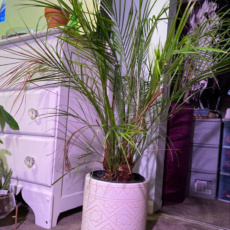 Healthy Areca Palm in white pot next to purple planter, with green fronds and no signs of disease or damage.