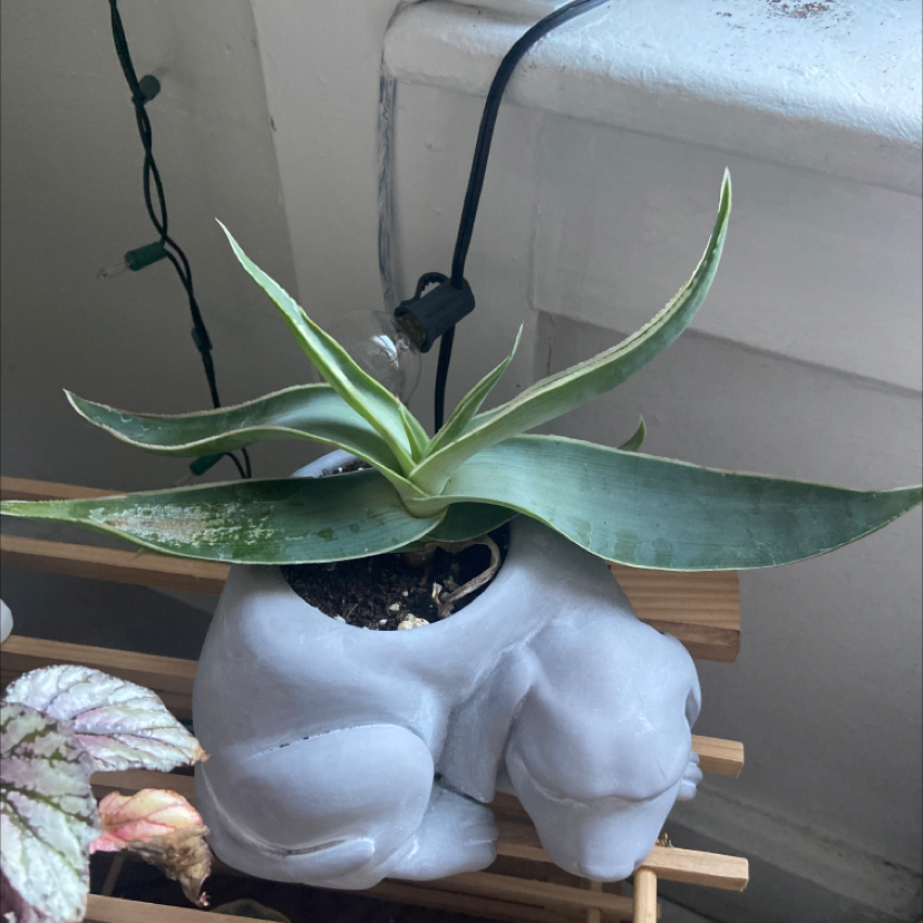Healthy potted Century Plant with long blue-green striped leaves in rosette pattern on wooden surface.