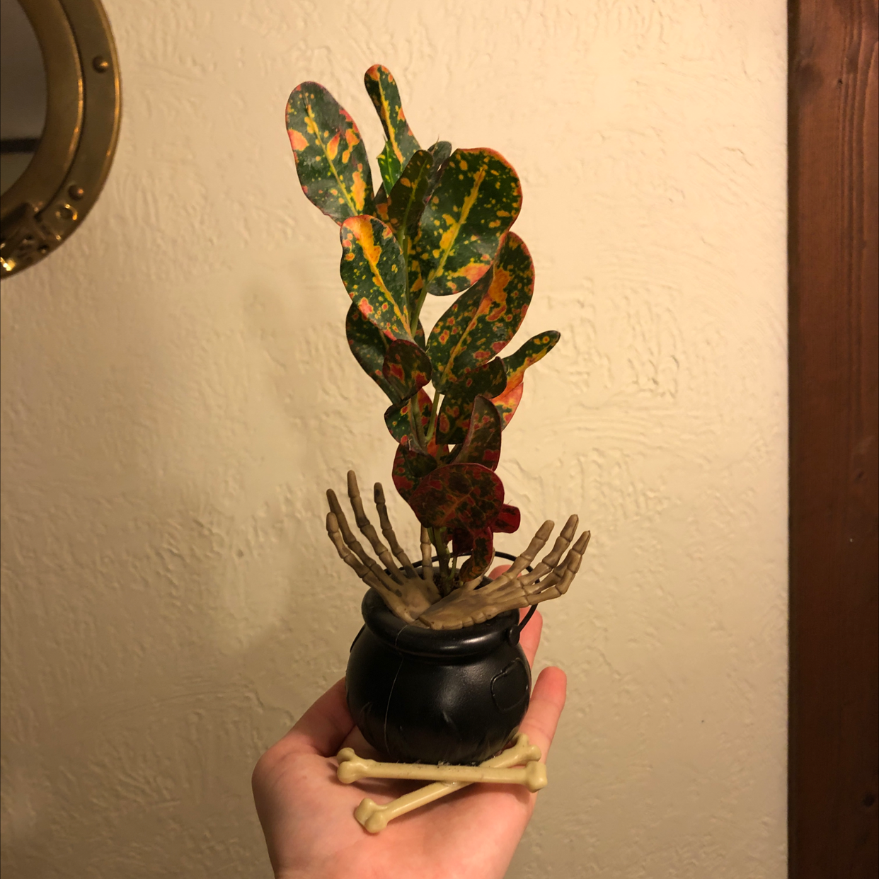 Croton 'Petra' plant with colorful variegated leaves being held in someone's hand in front of a cream colored wall.