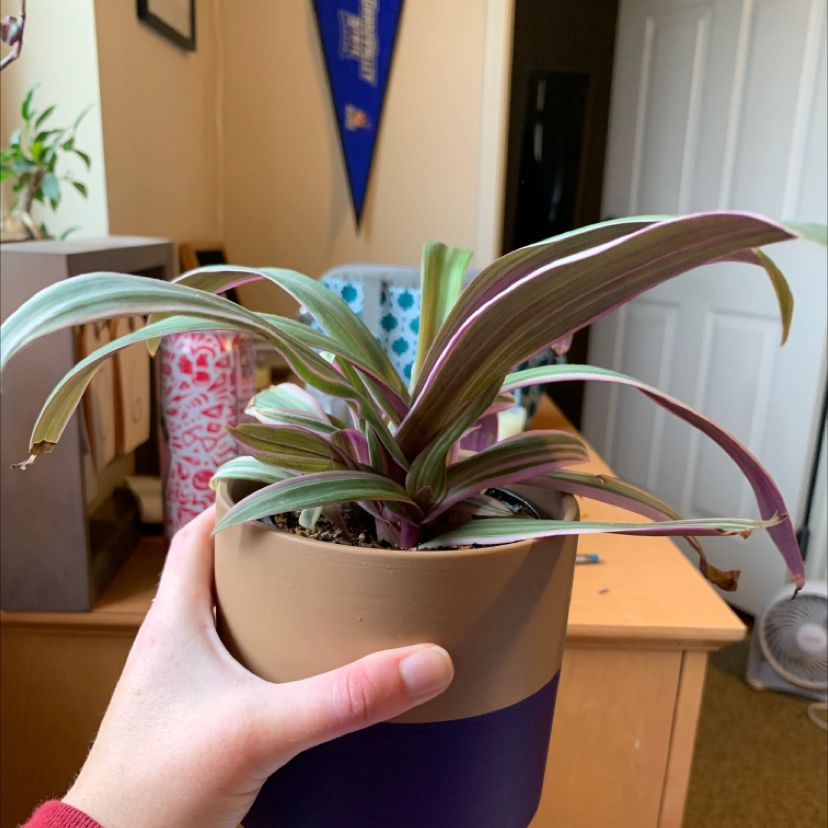Healthy Moses-in-the-Cradle plant with white and green variegated leaves, held by a hand in a small tan ceramic pot.