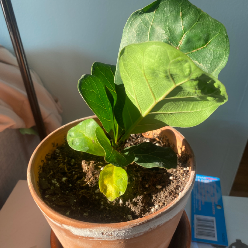 Fiddle Leaf Fig plant in a terracotta pot with one yellow leaf and visible soil.