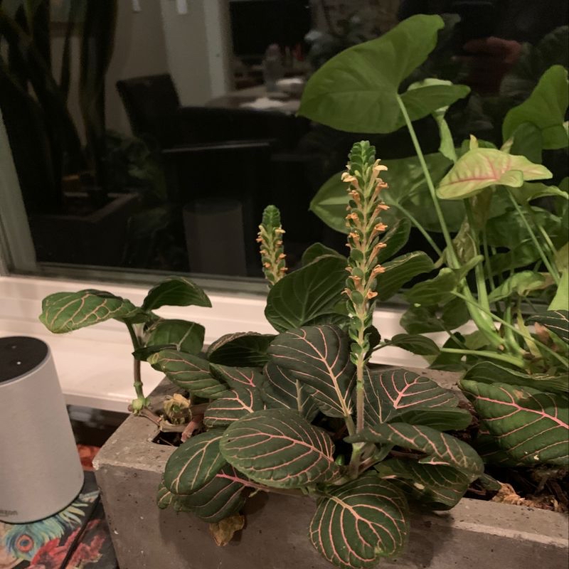 Photo of the plant species Dragon Necklace by @adam named Barry on Greg, the plant care app