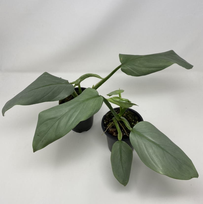 Silver Sword Philodendron with large, healthy leaves in two pots.