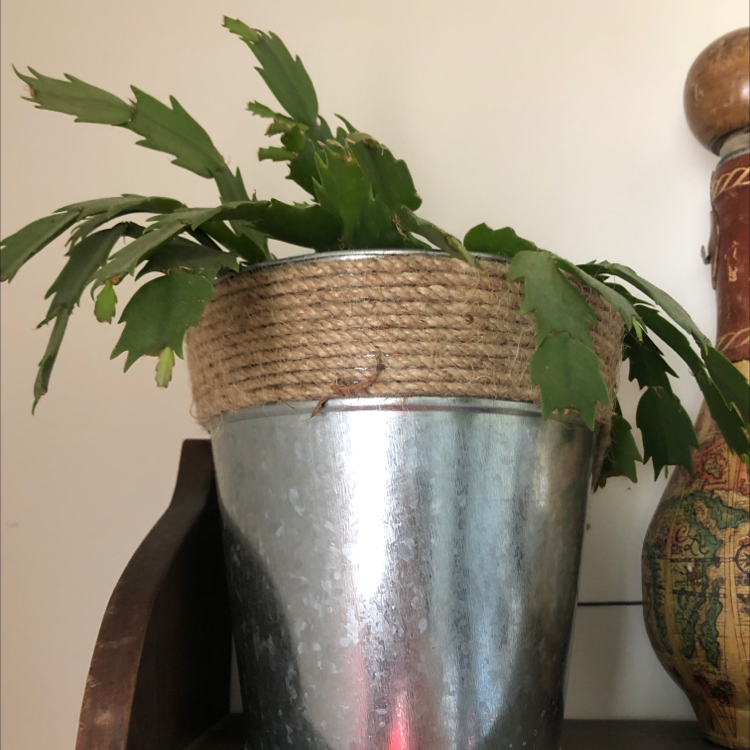 Dutchman's Pipe Cactus in a metal pot wrapped with rope, healthy green leaves.