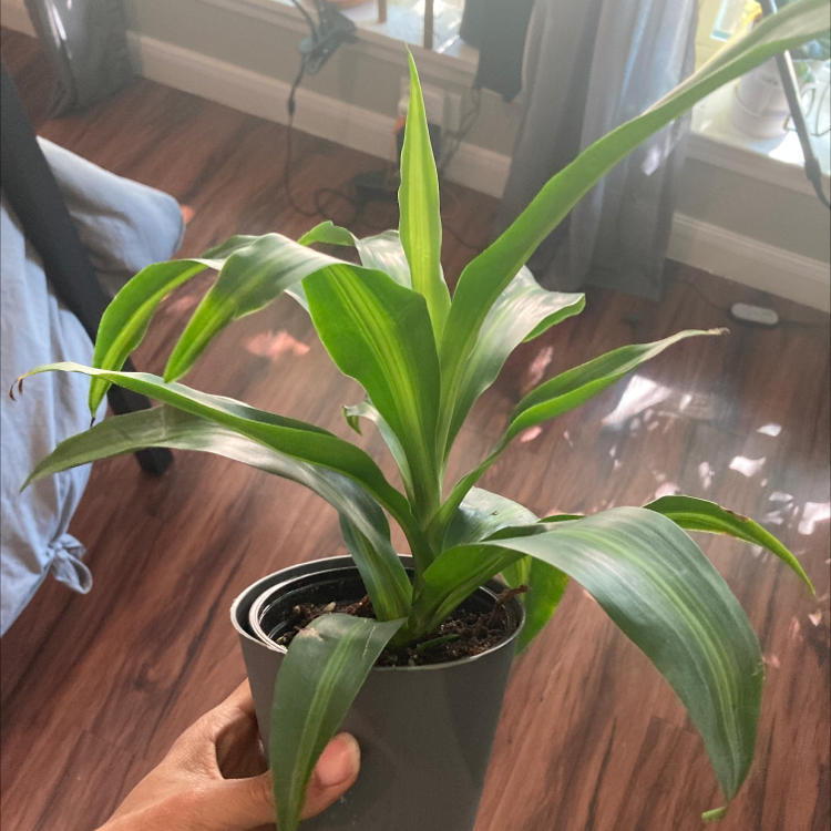 Hands holding a healthy, vibrant Cornstalk Dracaena plant with long green leaves and visible dark soil in the pot.