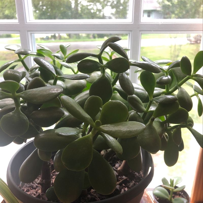 Healthy Jade plant (Crassula ovata) near a window with visible soil.