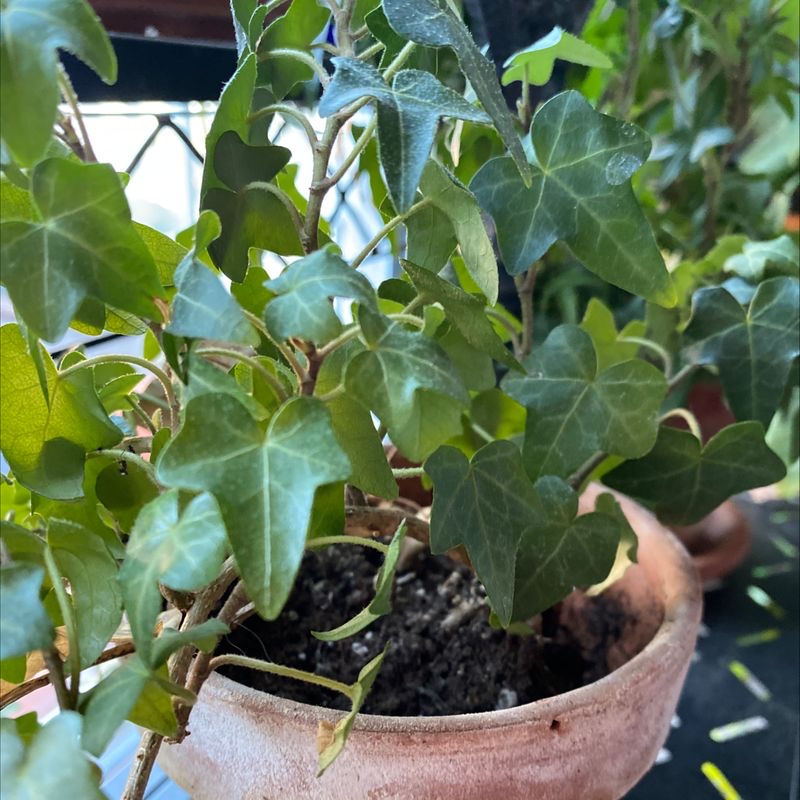 Healthy English Ivy plant in terracotta pot with dark moist soil, lush green lobed leaves, and trailing vines.