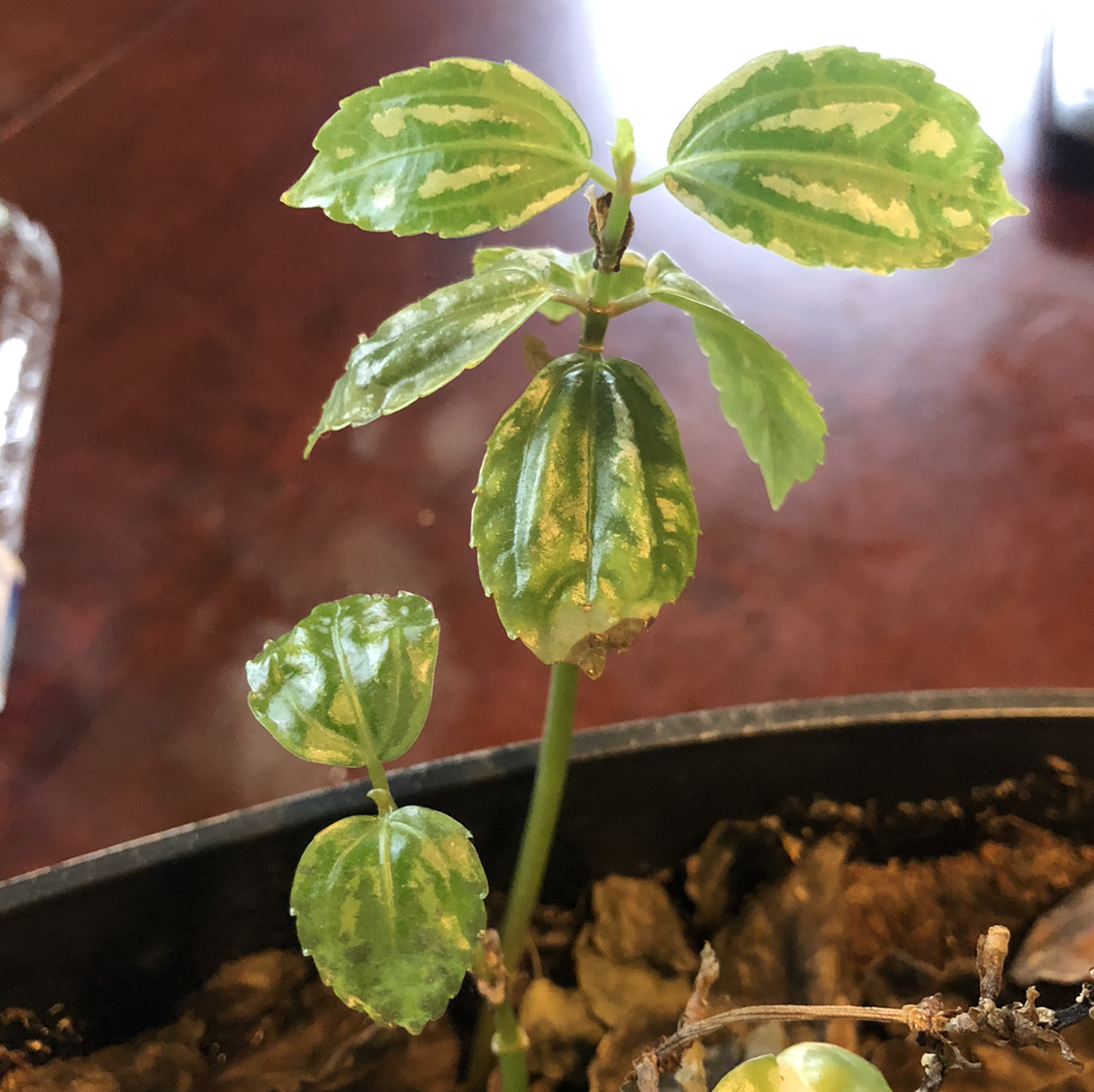 Aluminum Plant with variegated leaves showing signs of yellowing and browning, potted with visible soil.