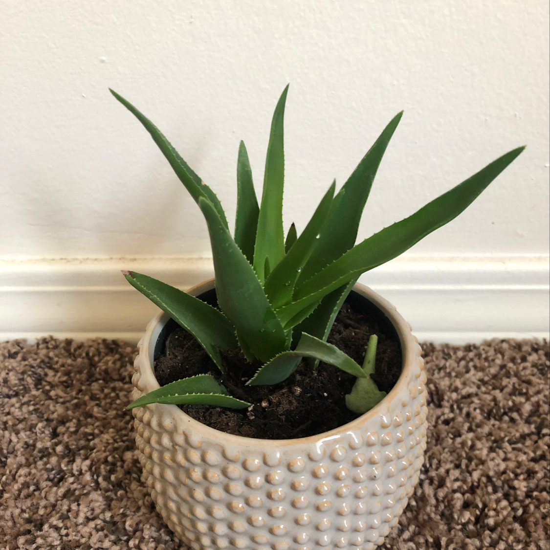 Plant care for Peperomia on Greg, the plant care app