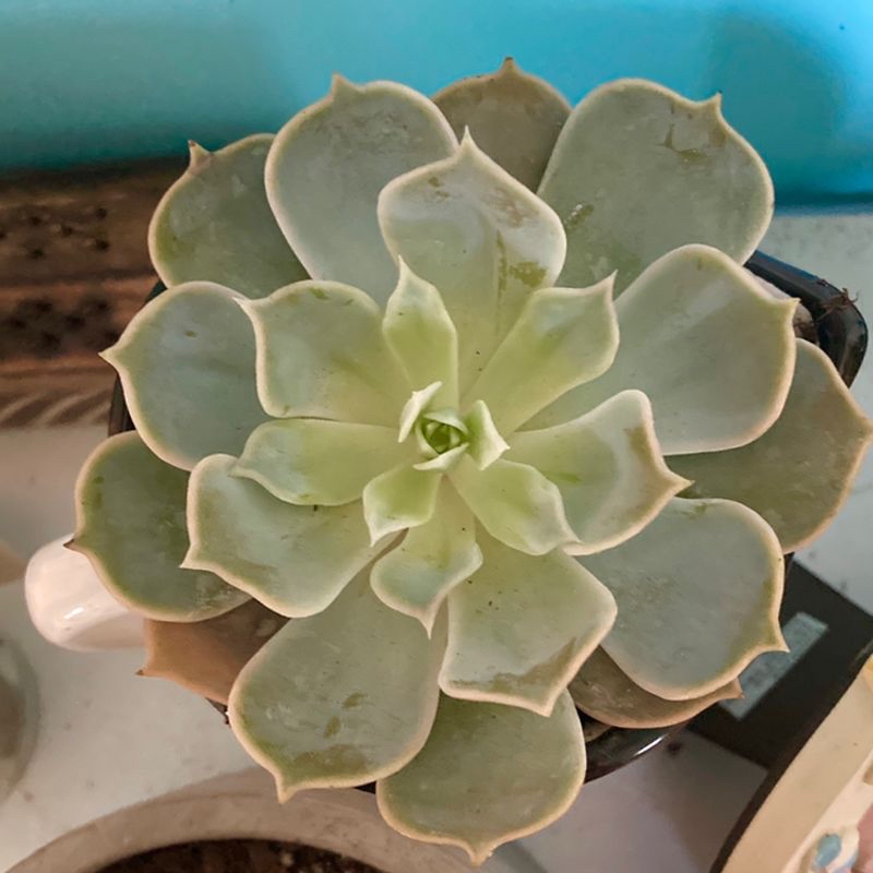 Top view of a Pearl Echeveria succulent with slight leaf discoloration.