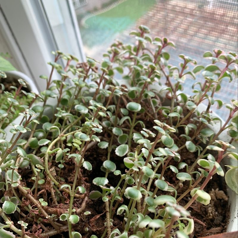 Photo of the plant species Philodendron by Chloe named Vili on Greg, the plant care app