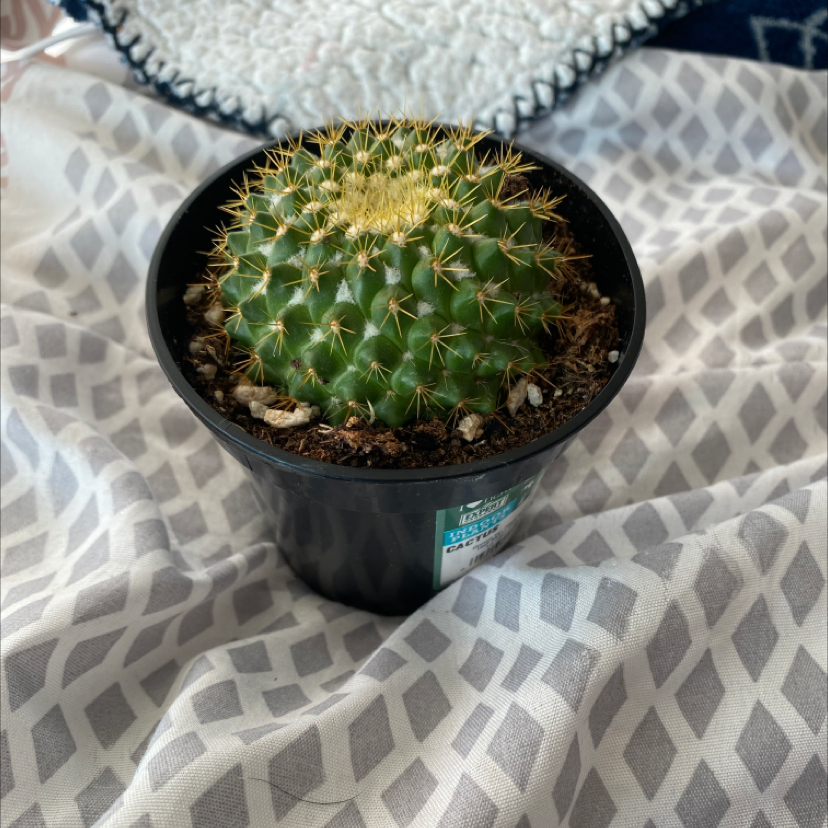 Little Nipple Cactus plant photo by @Catplant02 named Mochi on Greg, the plant care app.