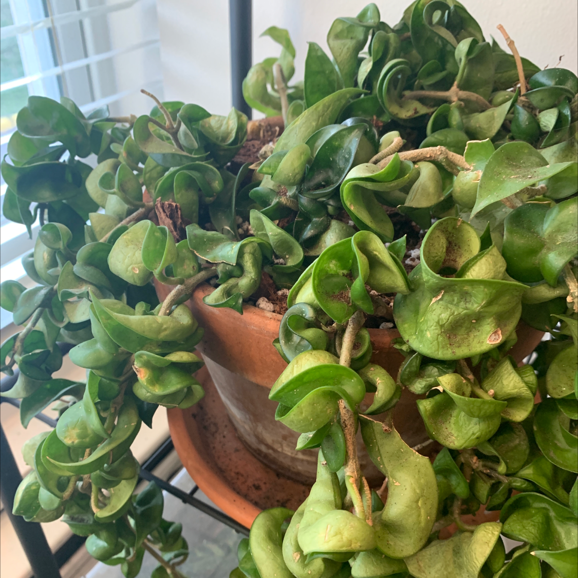 Hoya carnosa 'Compacta' plant in a terracotta pot with some yellowing and browning leaves.