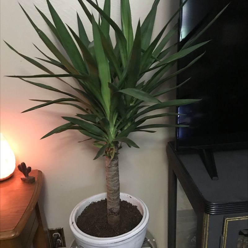 Healthy Blue-Stem Yucca plant with long sharp leaves in a white pot, soil visible.