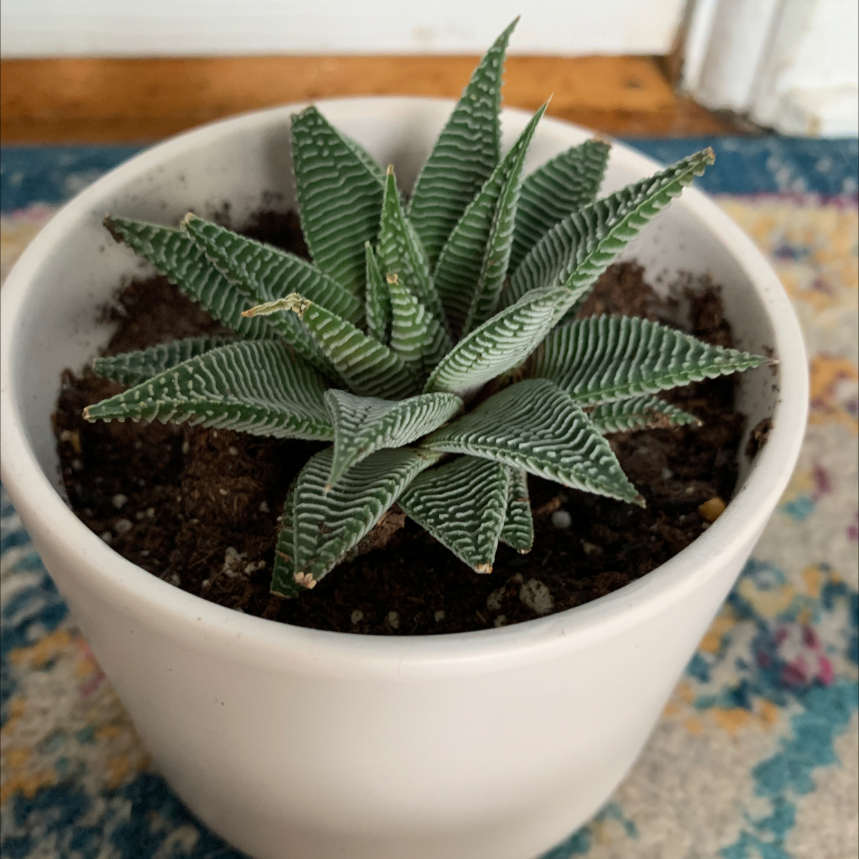 A healthy Haworthia pumila succulent plant with striped green leaves in a white ceramic pot, photographed from above.