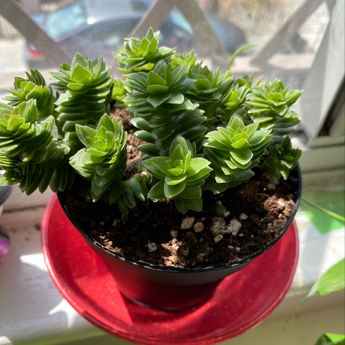 Healthy, thriving String of Buttons succulent with dense, round green leaves in a small red pot, soil visible.