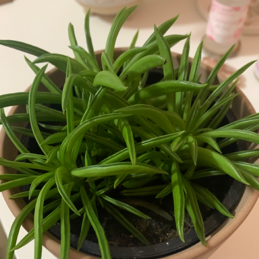Healthy Pincushion Peperomia plant in a pot with green leaves.