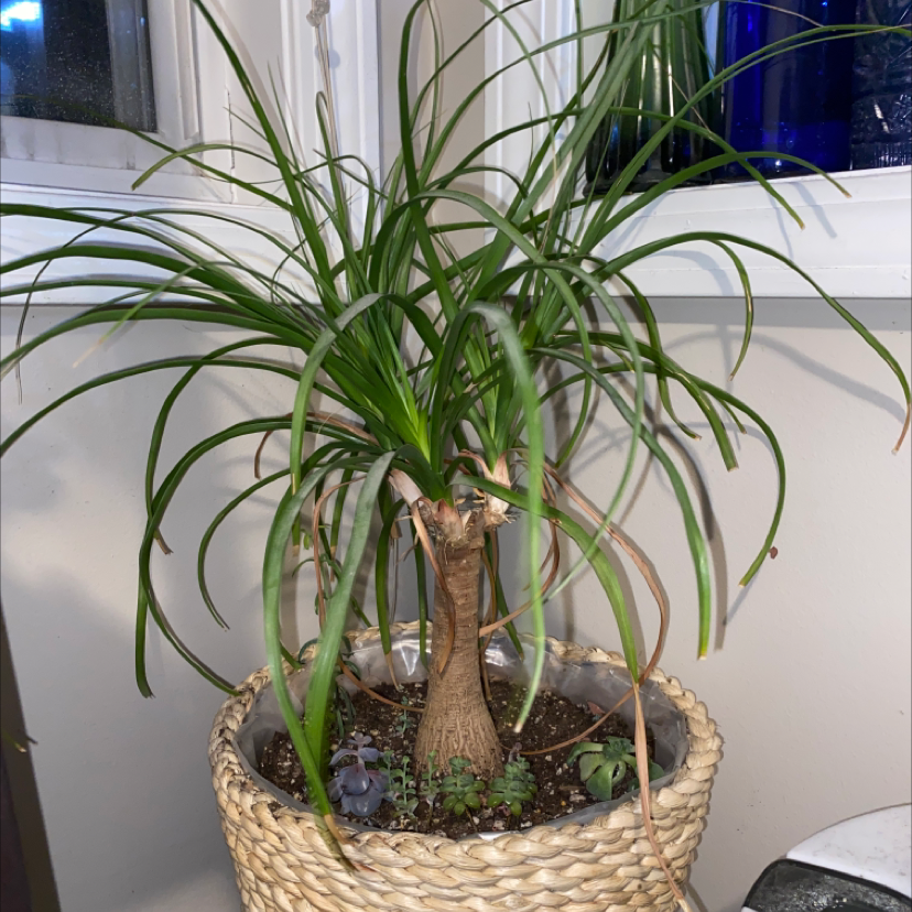 Healthy Ponytail Palm with long green leaves growing from a swollen base in a woven basket, thriving indoors near a window.