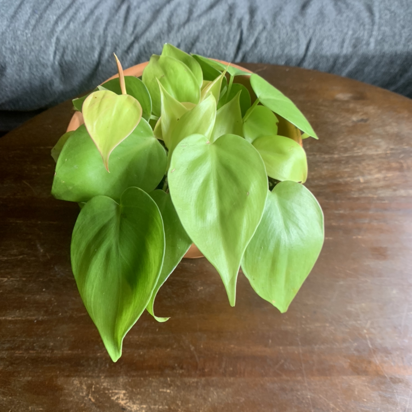 Healthy, vibrant green Heartleaf Philodendron plant with characteristic heart-shaped leaves, growing in a small container.