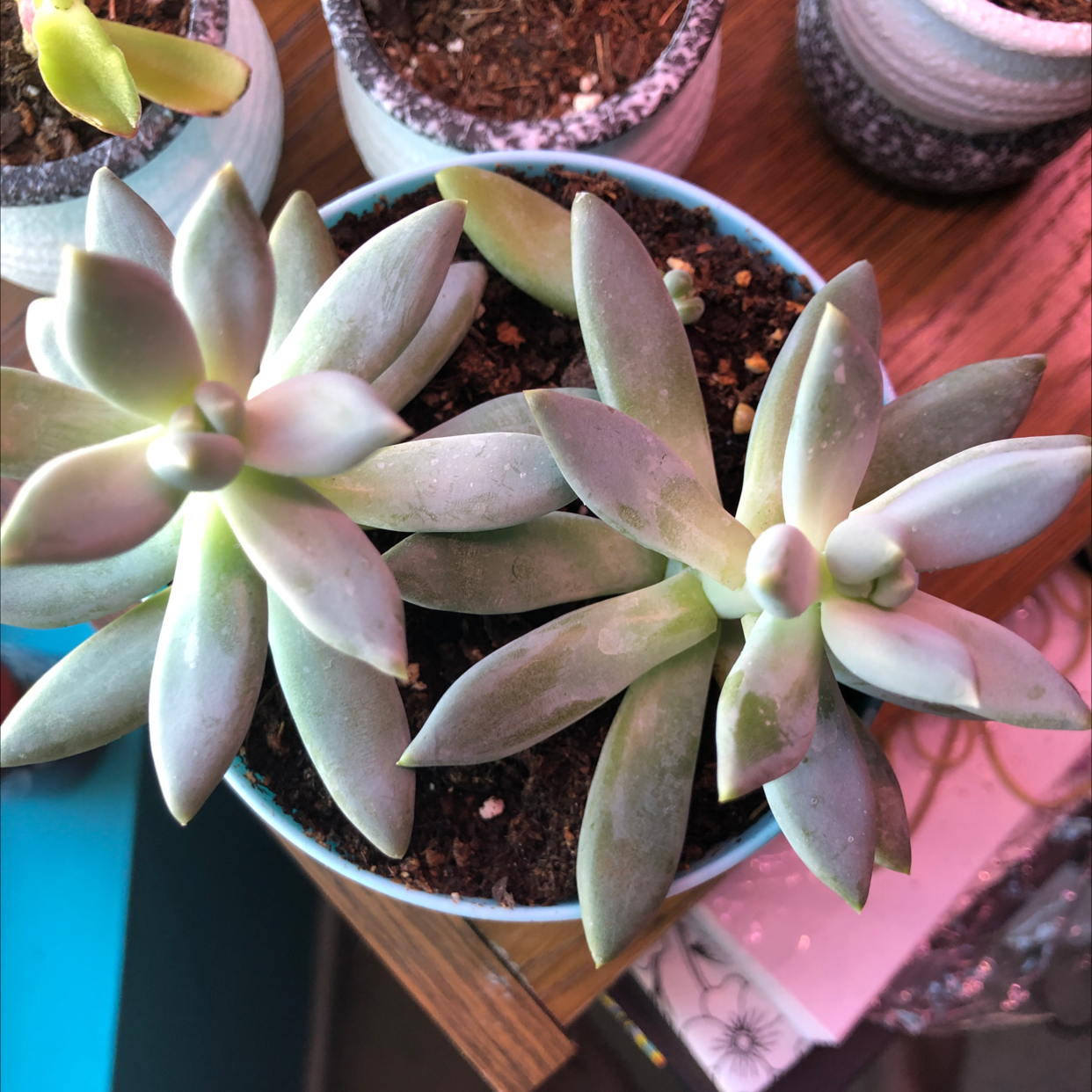 Pachyphytum 'Moon Silver' succulent in a small pot with visible soil, well-framed and in focus.