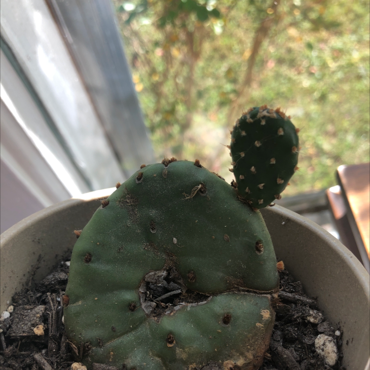Barbary Fig plant in a pot with visible soil and new growth segment.