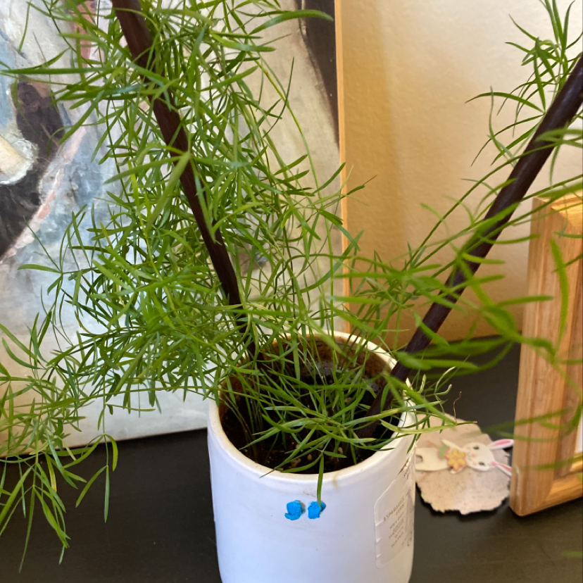 Garden Cosmos plant in a white container with vibrant green foliage.