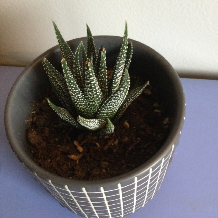 Zebra Plant plant photo by @marionisamuffin named Helena on Greg, the plant care app.