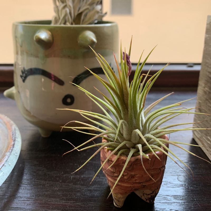 Healthy Blushing Bride air plant with pink center in a ceramic face planter, well-framed closeup photo.