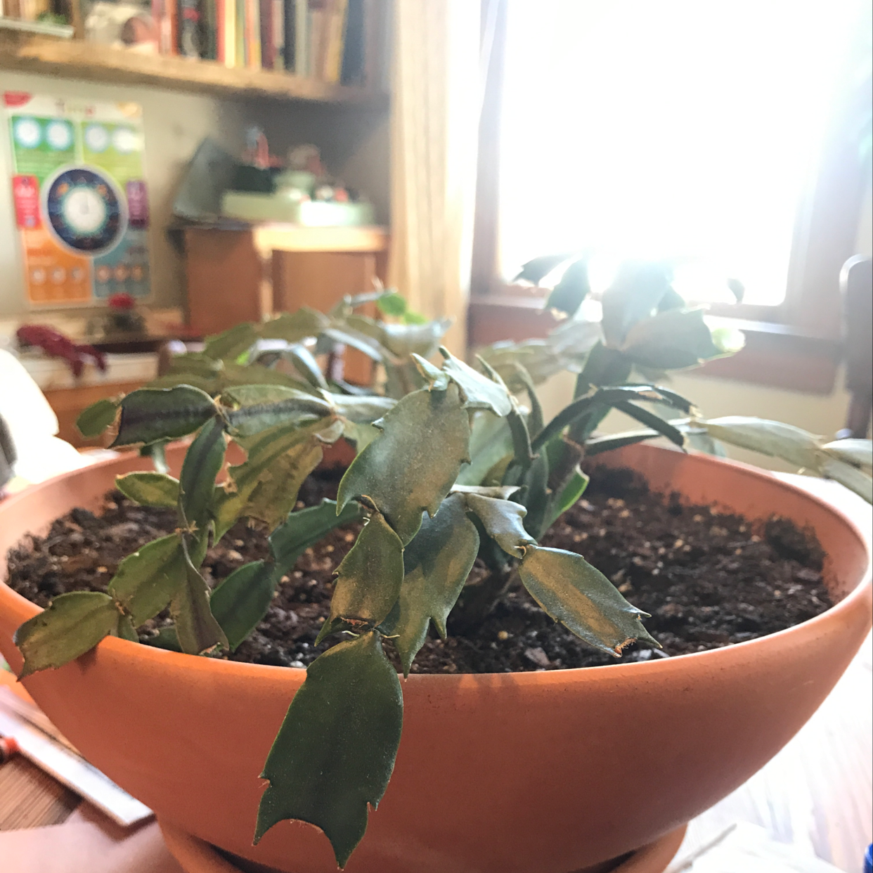 Potted false Christmas Cactus with visible browning and yellowing leaves, indicating potential health issues.