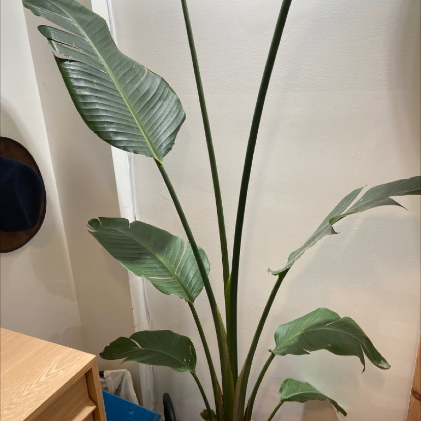 Healthy white bird of paradise plant with large green leaves in a wood planter against a white wall.