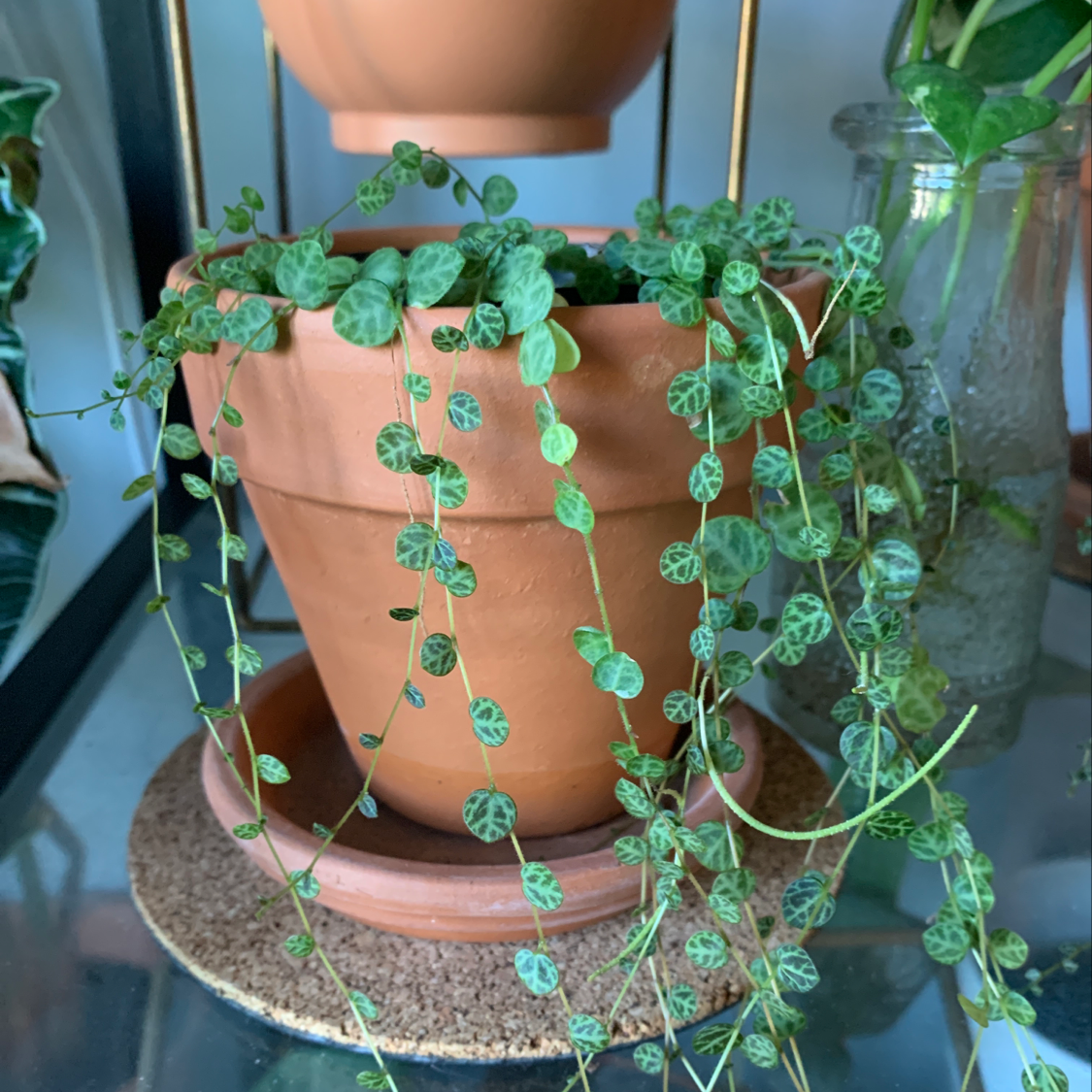 Healthy Chain of Hearts plant with trailing vines of heart-shaped green leaves growing in a terra cotta pot.