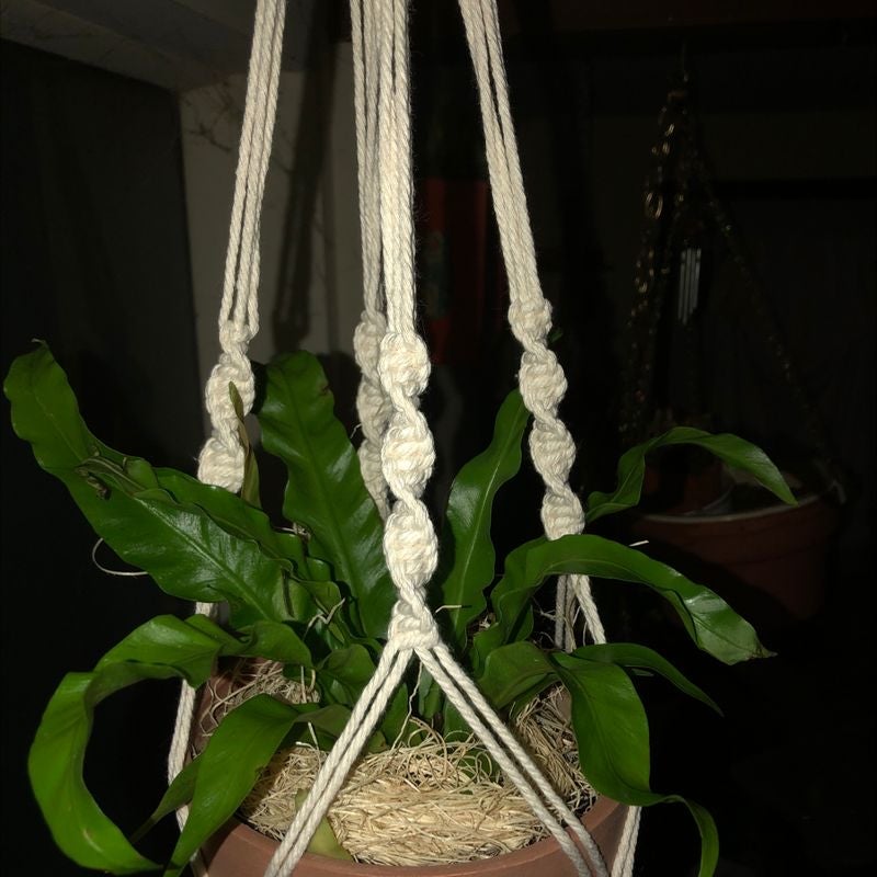 🌡 What Is A Good Temperature Range For My Crispy Wave Fern?